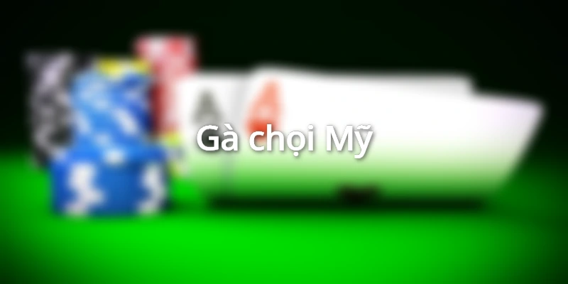 Gà chọi đẹp Mỹ