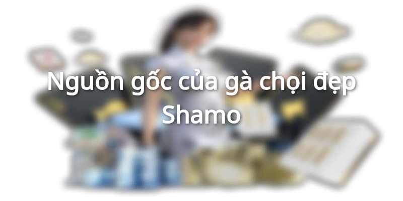 Nguồn gốc của gà Shamo